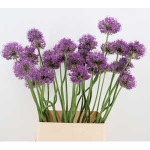 ALLIUM GLADIATOR