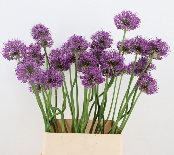<h4>ALLIUM GLADIATOR</h4>
