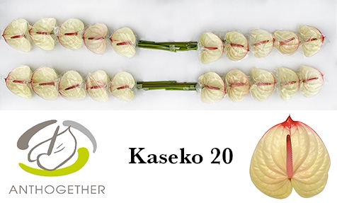 <h4>Anthurium Kaseko</h4>