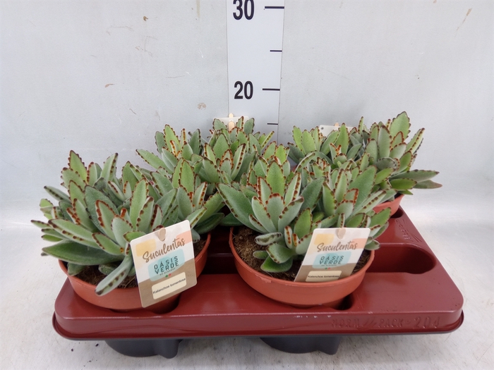 <h4>Kalanchoe NF tomentosa</h4>