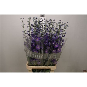 Delphinium DU 'Delphis Power'