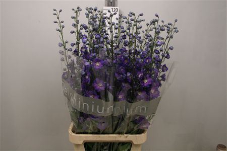 <h4>Delphinium DU 'Delphis Power'</h4>