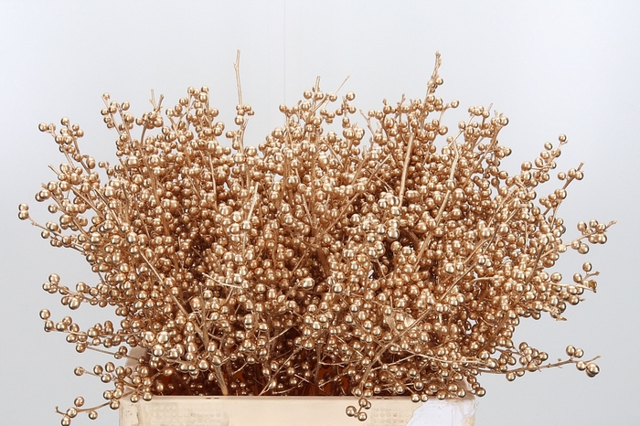 <h4>Ilex Kl Bh Antiek Goud</h4>