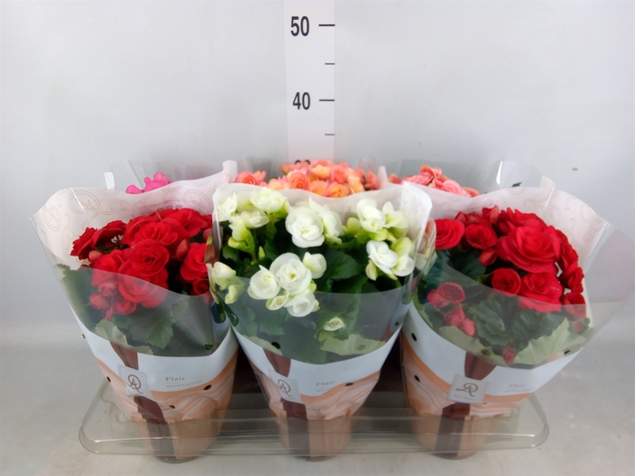 <h4>Begonia elat. DU   ...mix</h4>