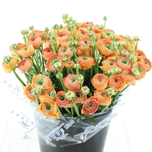 Ran Su Sr Pc 767 Bruce Peach Super