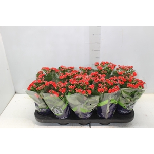 KALANCHOE DOBRADO P11 VERMELHO