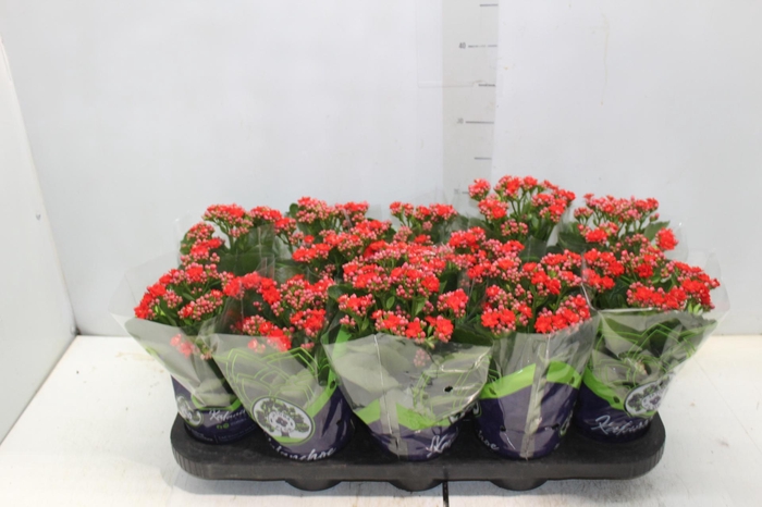 <h4>KALANCHOE DOBRADO P11 VERMELHO</h4>