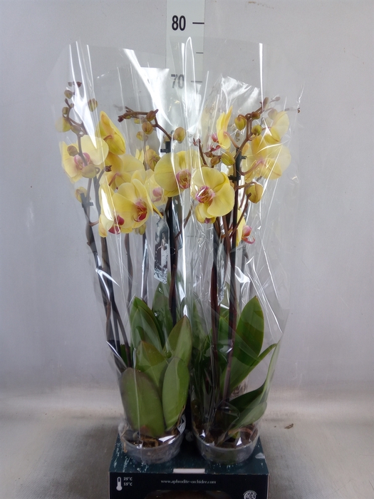 <h4>Phalaenopsis  'Desert Breeze'</h4>