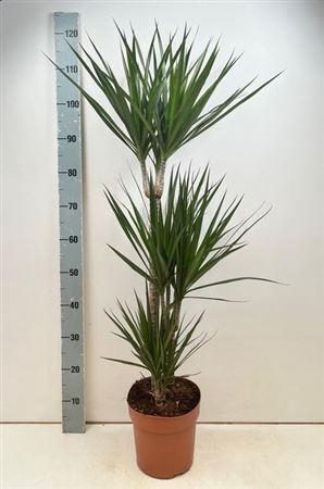 <h4>Dra Marginata</h4>