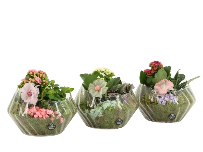 <h4>21912: Contradiction arrangement</h4>