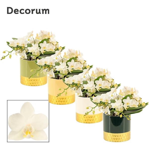 <h4>Phalaenopsis Multifloratypes Anthura Nazare</h4>