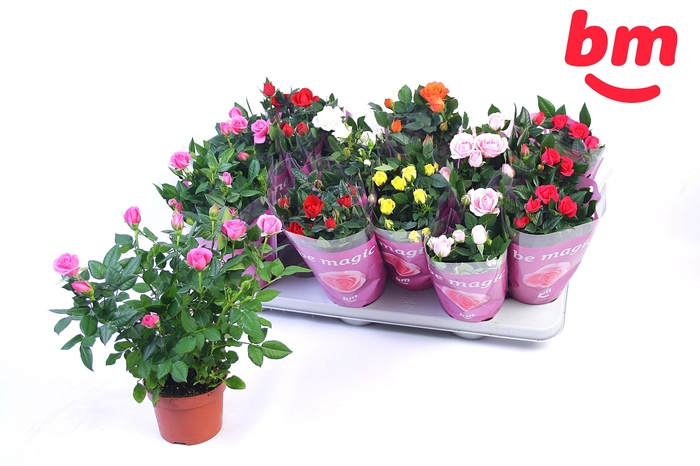 <h4>RO B MONDE GEM 7 SRT</h4>