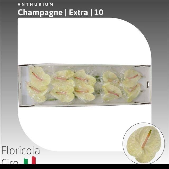 <h4>ANTH A CHAMPAGNE</h4>