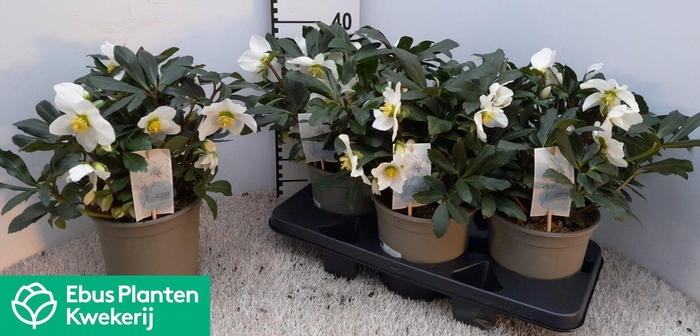 <h4>HELL NI MON BLANC</h4>