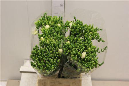 <h4>Fr Du Versailles</h4>