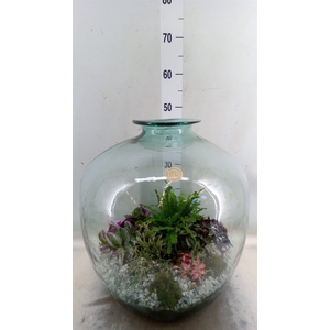 Arr.   Kamerplant Groen H%