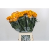 Tagetes Marigold Promise Orange