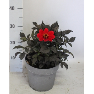 Dahlia 19 cm Donkerblad Scarlet