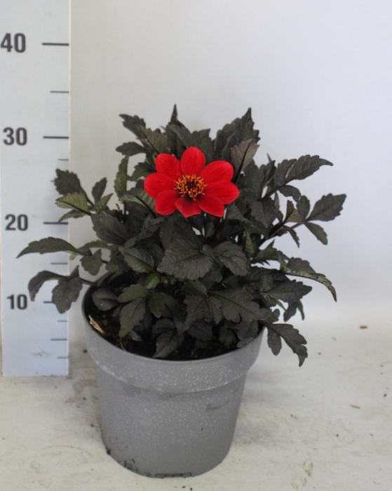 <h4>Dahlia 19 cm Donkerblad Scarlet</h4>