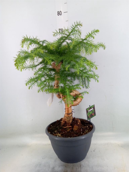 <h4>Araucaria   ...</h4>