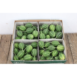 Sier Cucumis Canoxii X 4 Hol.