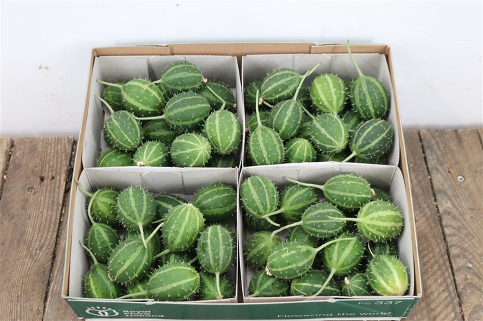 <h4>Sier Cucumis Canoxii X 4 Hol.</h4>
