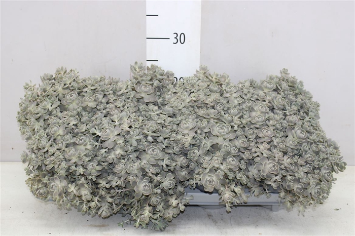 <h4>Orostachys Furusei</h4>