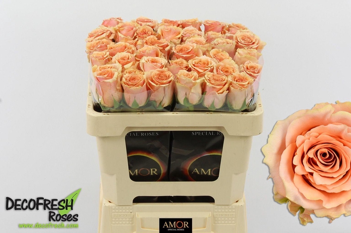 <h4>R Gr Verona</h4>