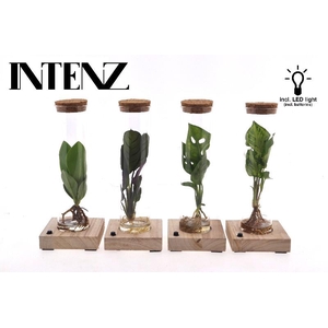 Overig kamerplanten gemengd arrangement Tube Glas MIX-TUBLED