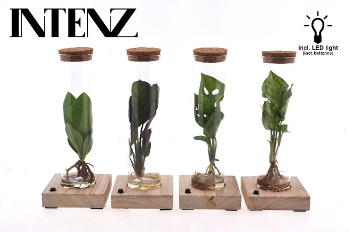 Overig kamerplanten gemengd arrangement Tube Glas MIX-TUBLED
