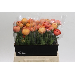 Ranunculus Aazur Salmon