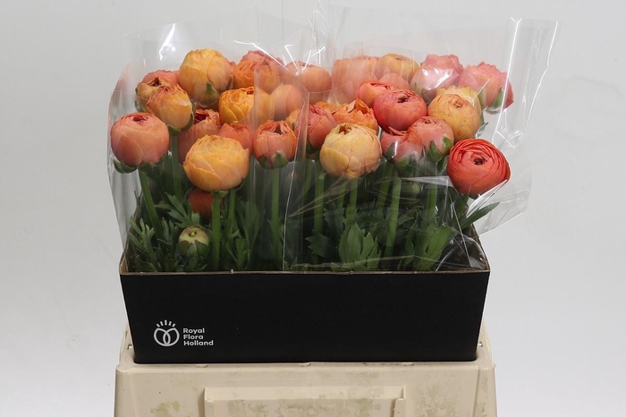 <h4>Ranunculus Aazur Salmon</h4>