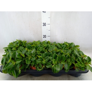Peperomia pros. 'Pixie'