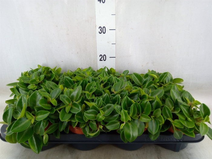 <h4>Peperomia pros. 'Pixie'</h4>