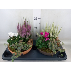 Arr.   Tuinplanten H%