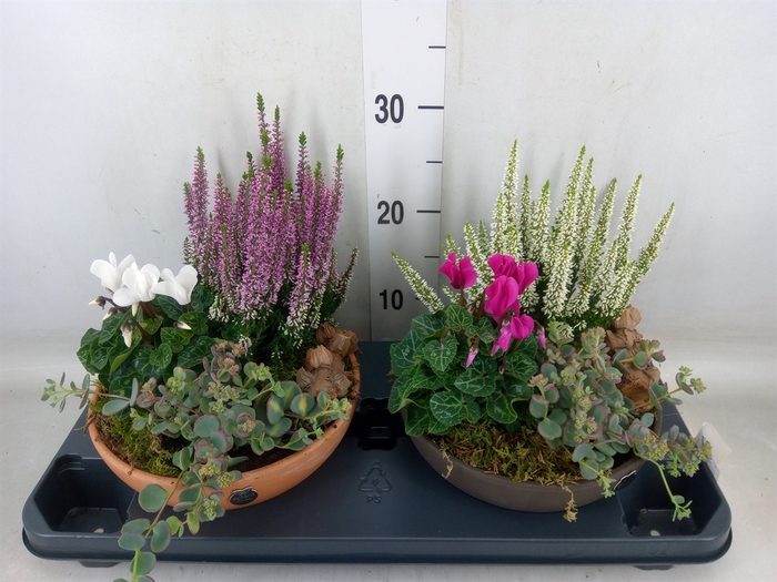 <h4>Arr.   Tuinplanten H%</h4>