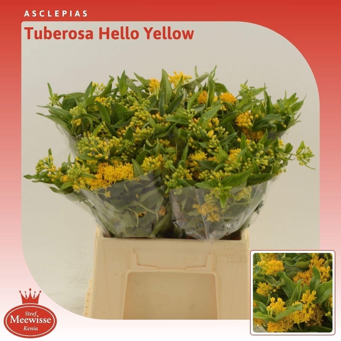 <h4>ASCL T HELLO YELLOW</h4>