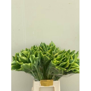 HOSTA F AUREOMARGINA