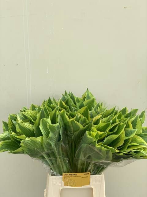 <h4>HOSTA F AUREOMARGINA</h4>
