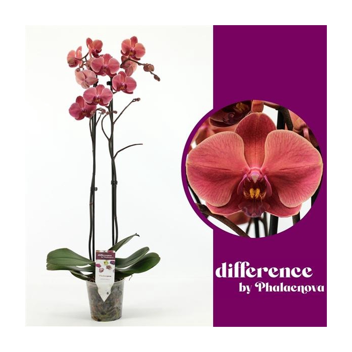 <h4>October Forest 2-tak 60cm (RIJP)</h4>