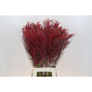 Bromelia Red Paloma