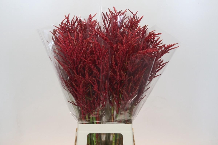 <h4>Bromelia Red Paloma</h4>