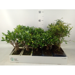 Bonsai   ...mix