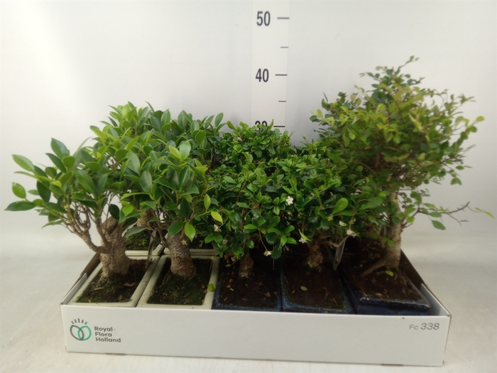 <h4>Bonsai   ...mix</h4>