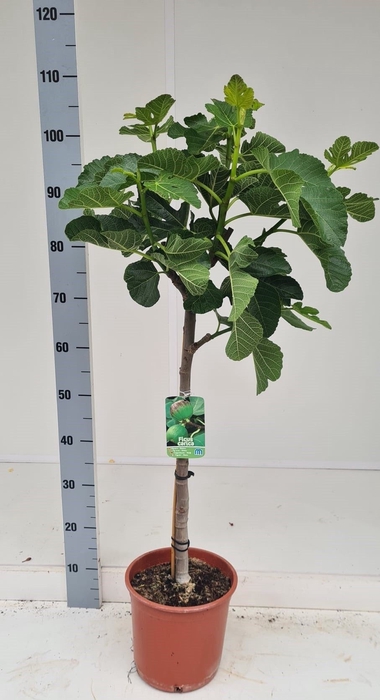 <h4>Ficus carica</h4>