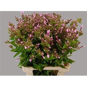 PHLOX P MISS ANN EYE