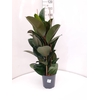 Ficus elastica 'Robusta'