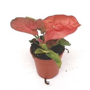 MINI SYNGONIUM NEW DEW