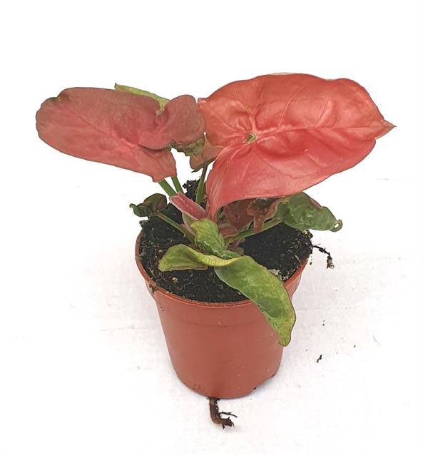 <h4>MINI SYNGONIUM NEW DEW</h4>