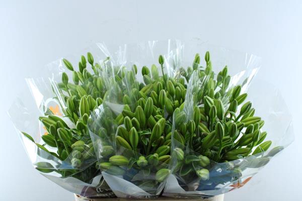 <h4>Li La Farinella (oranje)</h4>
